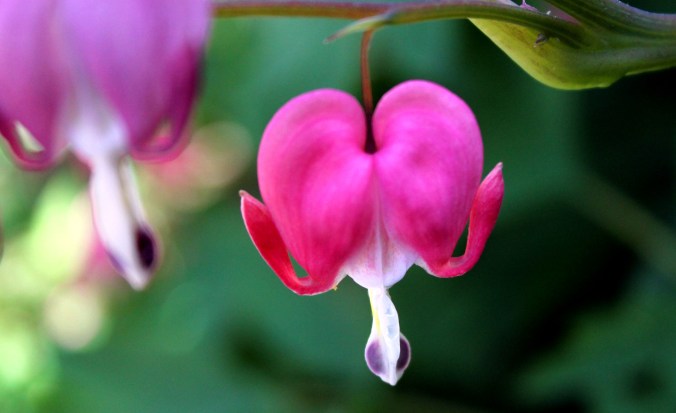 bleeding heart 2