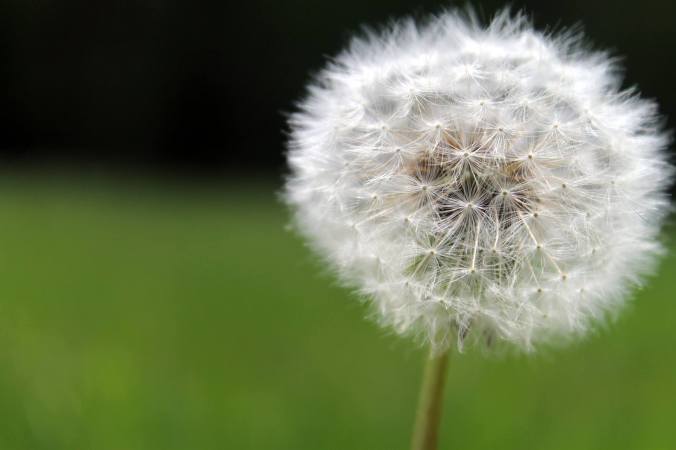 dandelion wish