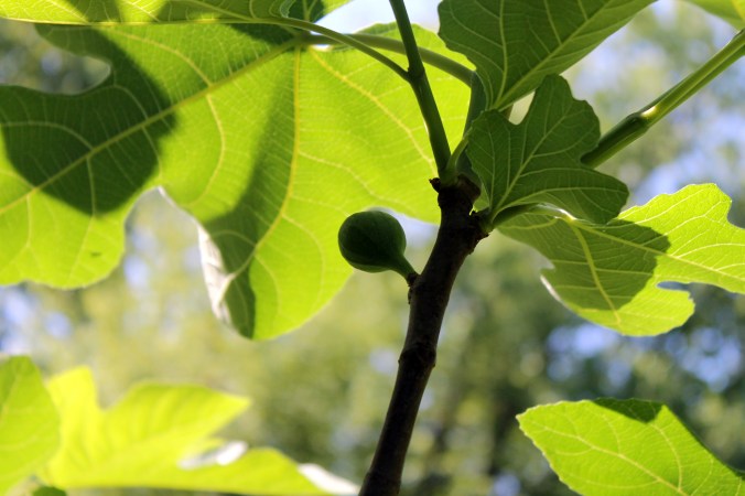 fig tree inspectin