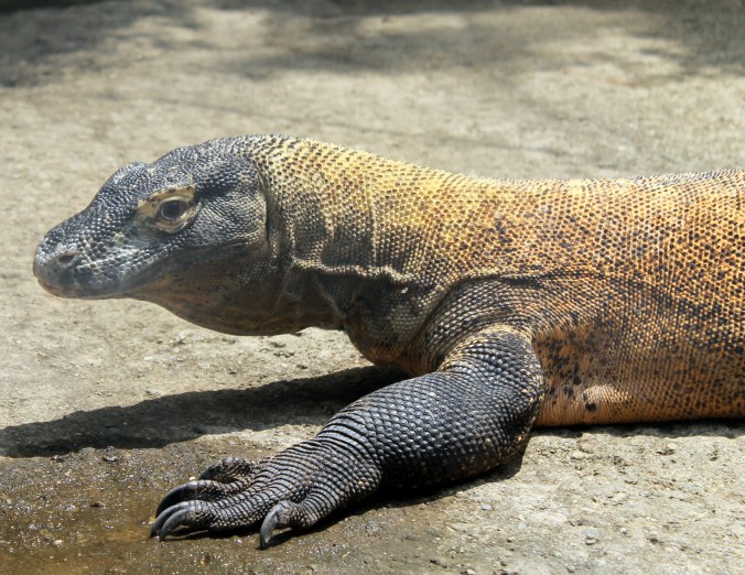 komodo dragon