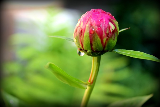 Raindrops on Peony bud