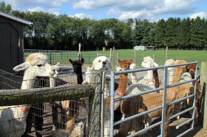 ALP one of these things is not like the others