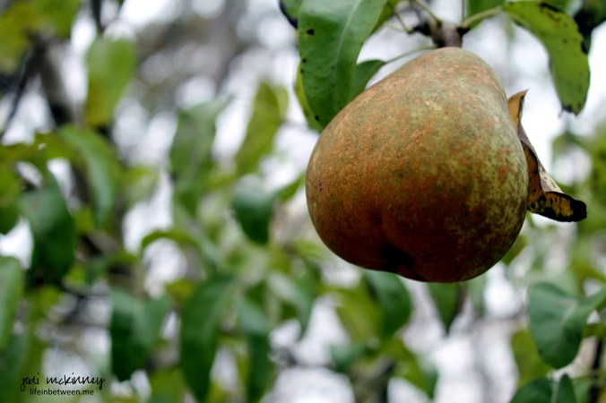 a PEAR antly Fall wwMc