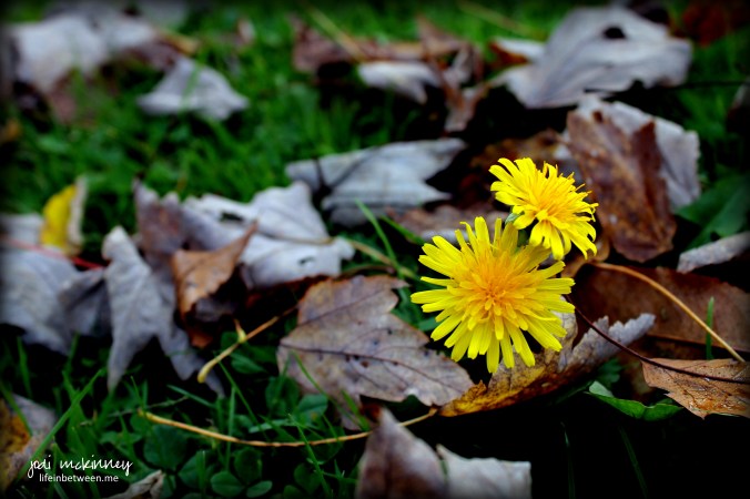 fall dandelion