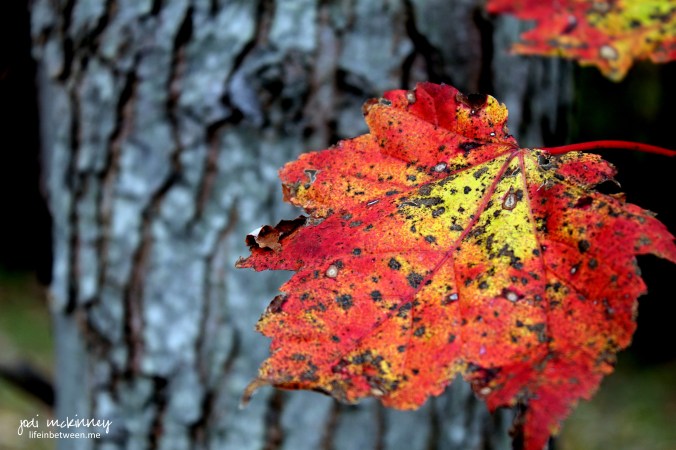 I cant help falling in love with you