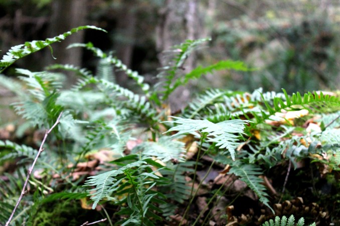 McConnell's Mills Covered Bridge Slippery Rock Creek PA State Park Jodi McKinney