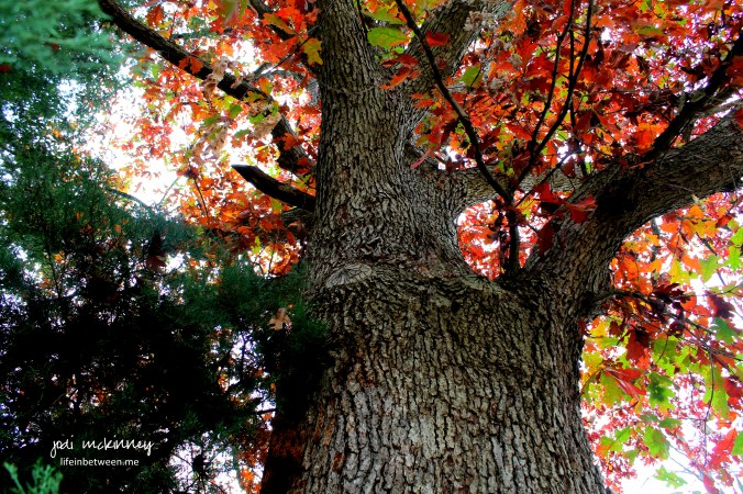 looking up at life in between wwMc
