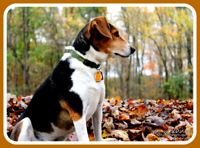 Mikey Fall Leaves 101514