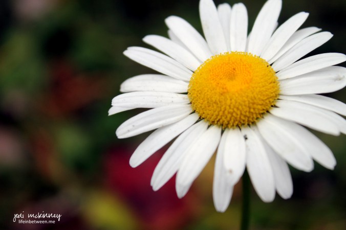 Trying to hang on a little longer daisy wwMc