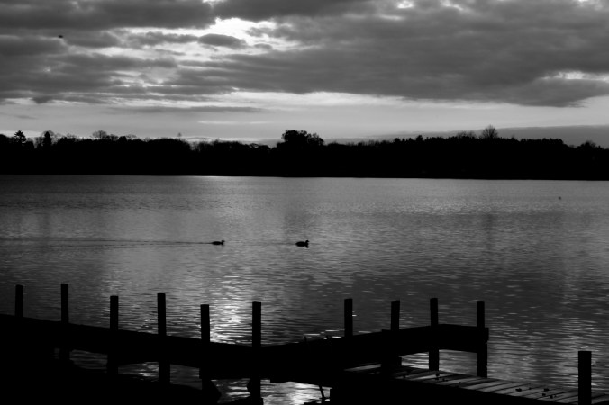 ducks black and white