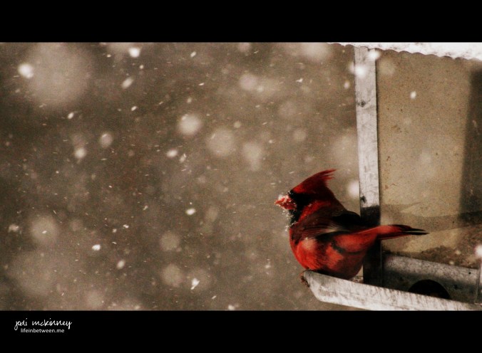 cardinal winter