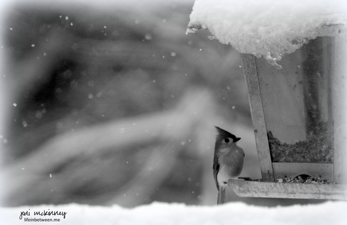 winter bird serenity monochrome