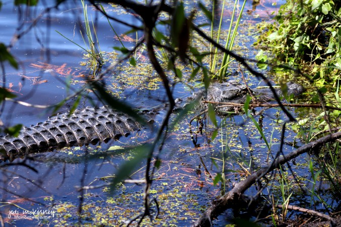 gator in water