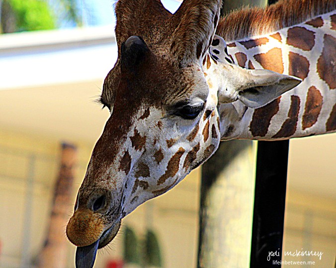 giraffe naples zoo