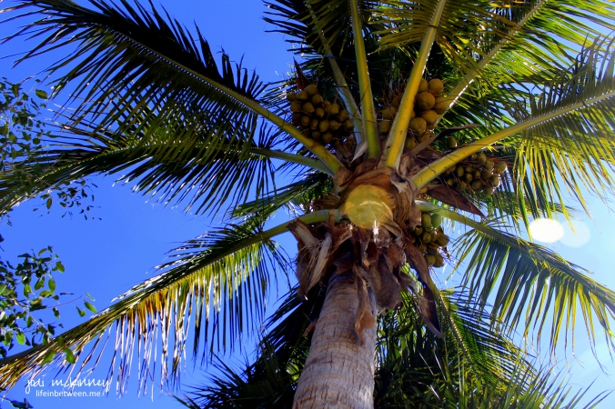 sanibel palm tree