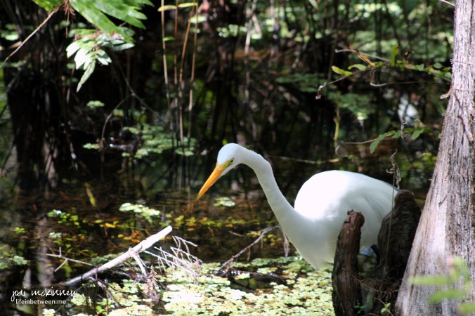 snowy egret