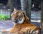 Tiger Naples Zoo