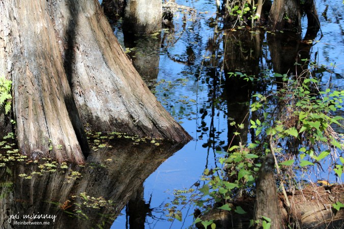 tree water reflection