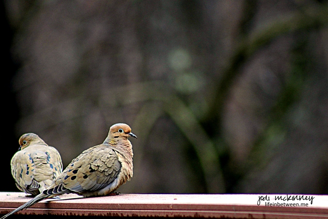Mourning Doves 032015