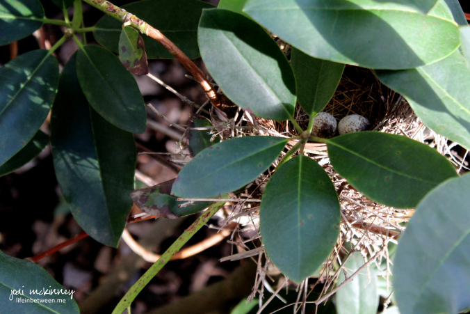 cardinal eggs 2