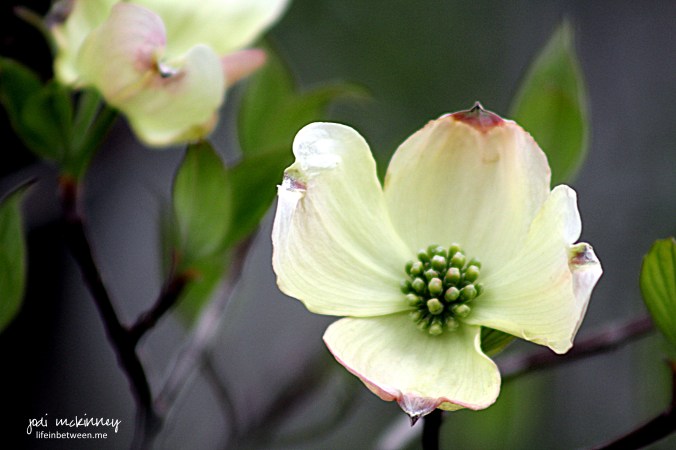 dogwood blossom