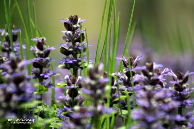 purple patch of wildflowers
