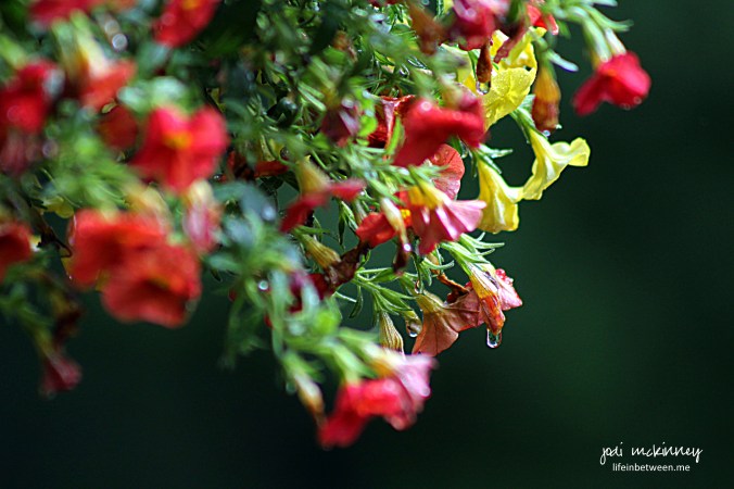 hanging basket flowers after the rain