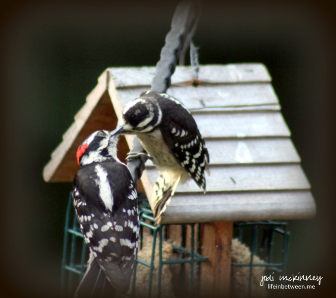woodpecker love affair