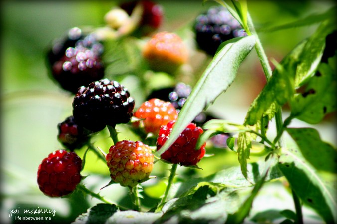 blackberries