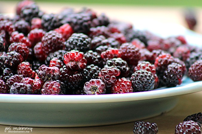 fresh blackberries