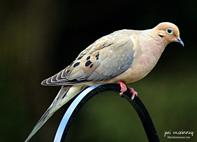 mourning dove ol' blue eyes