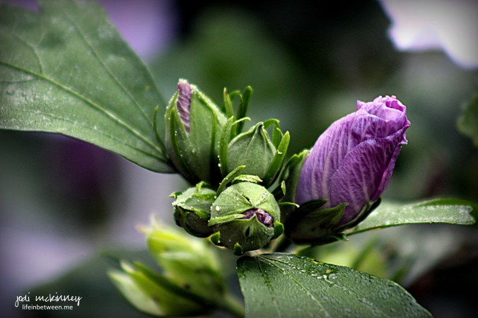 rose of sharon buds morning dew