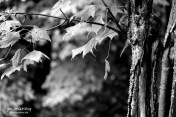 monochrome black and white leaves trees