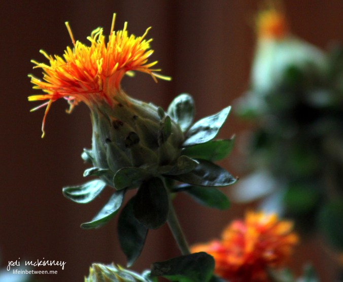 orange safflower thistle flower