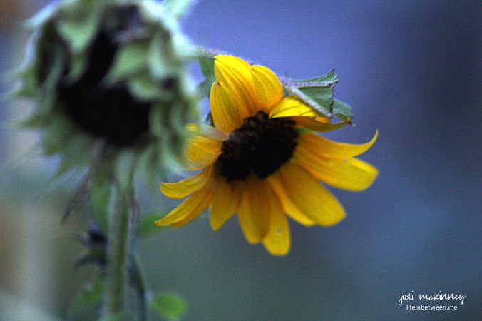 sunflowers at dawn