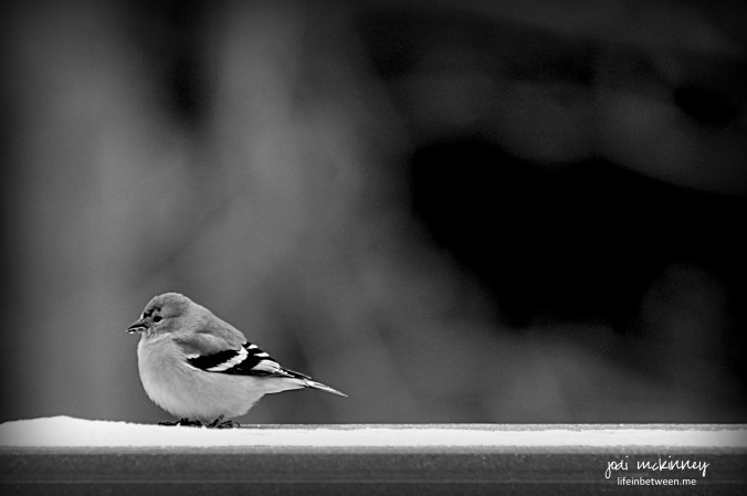 black and white monochrome bird in snow