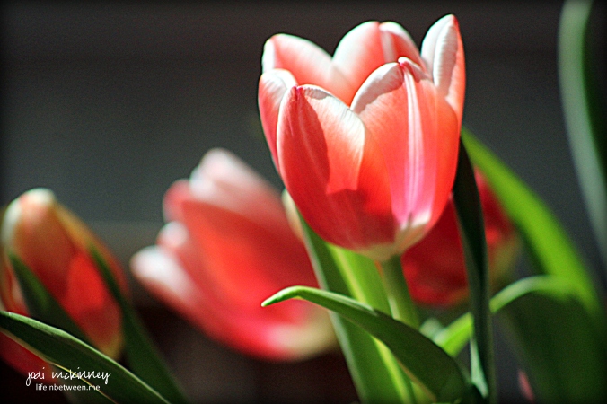 Tulips Pink Spring