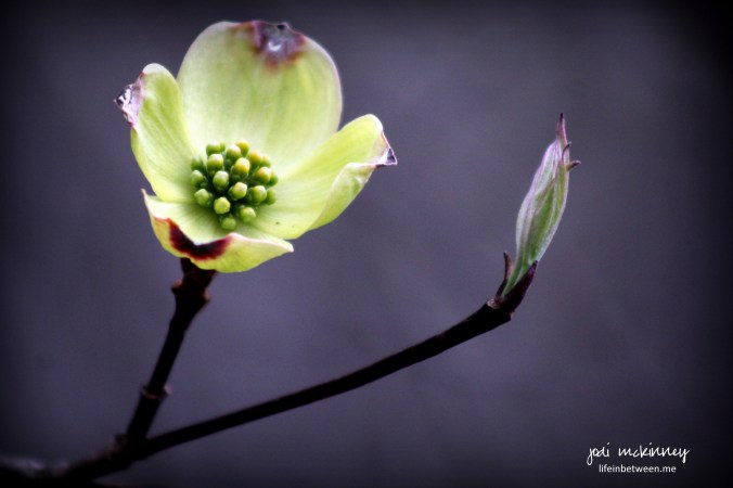 old dogwood blossom