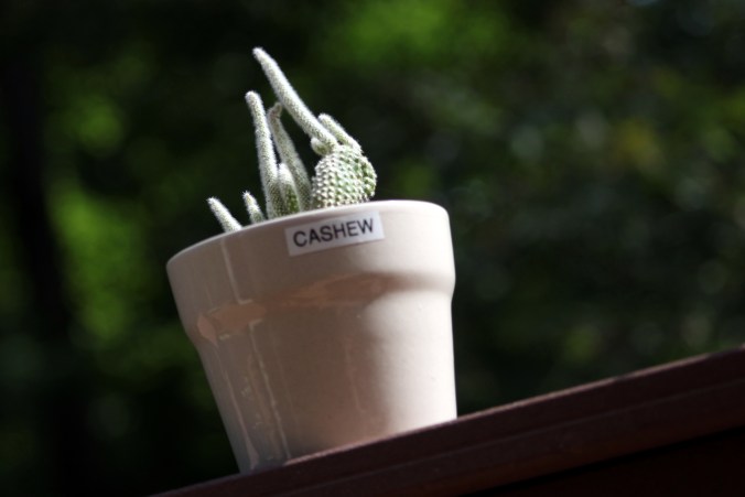 Cashew Cactus Glamour Shot - Looking Sharp