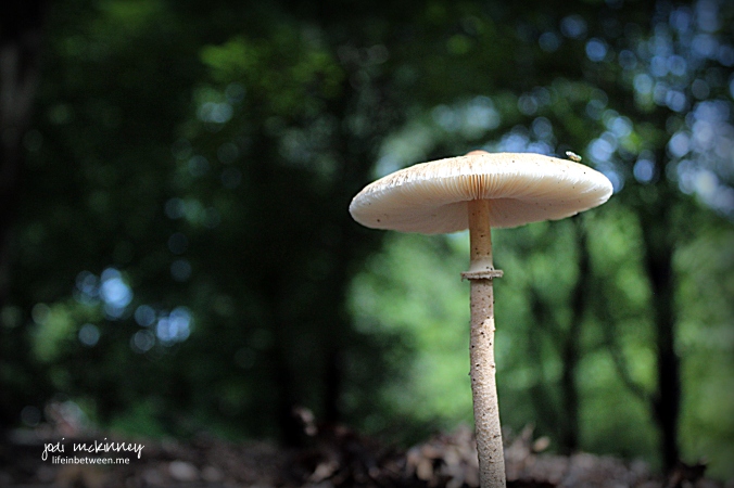 mushroom 0816