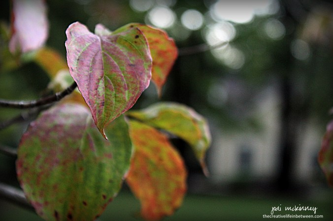 first-fall-leaves-the-old-dogwood-tree-0916-mars-pa