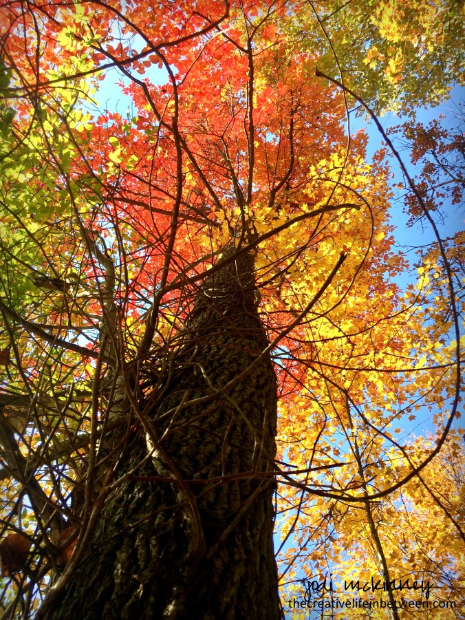 looking-up-autumn-tree-1016