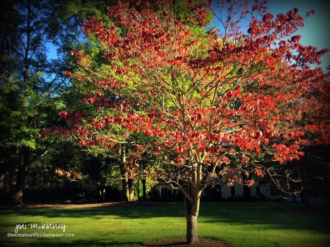 the-old-dogwood-in-autumn-october-mars-pa