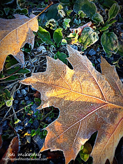 frosty-oak-leaf