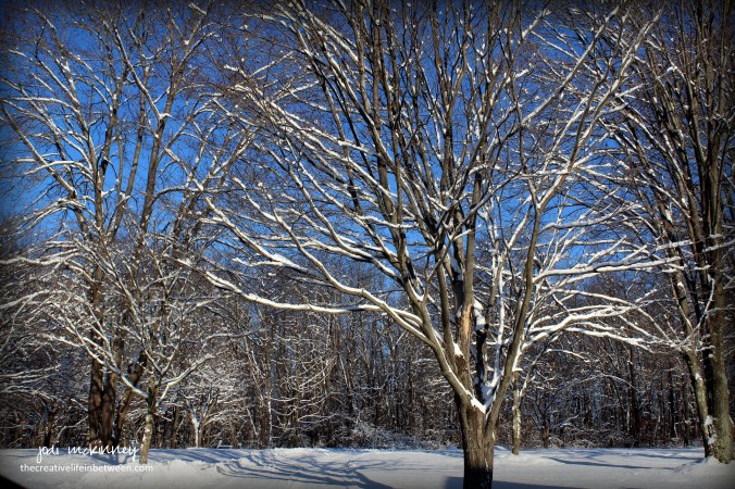 front-yard-and-driveway-morning-after-snow-december-2016