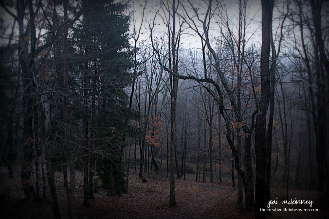 foggy-early-morning-back-yard-012117