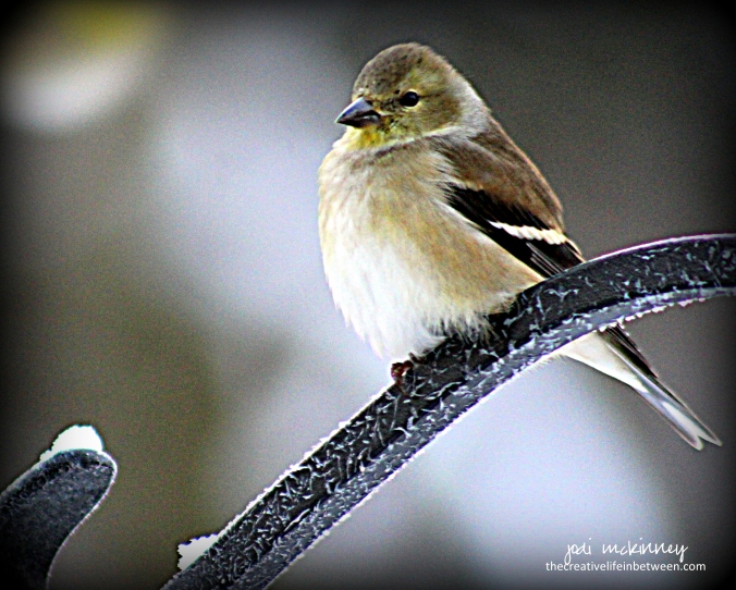 goldfinch-winter-010617