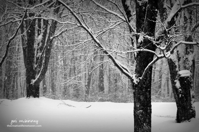 snowy-front-yard-black-and-white-0117