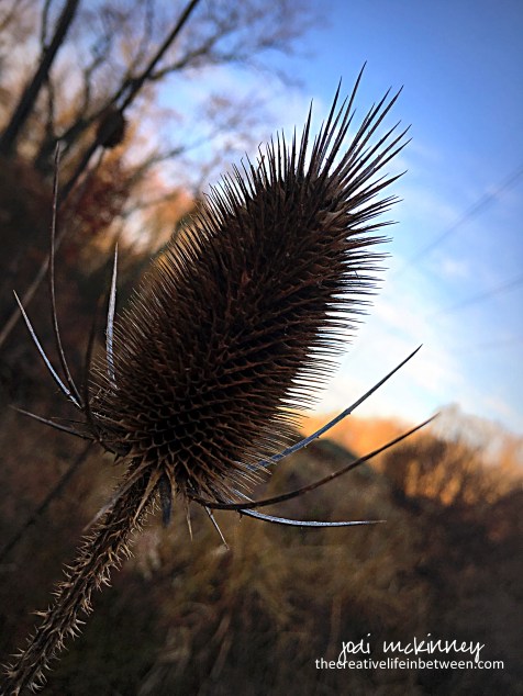 sunrise-thistle-feb-2017