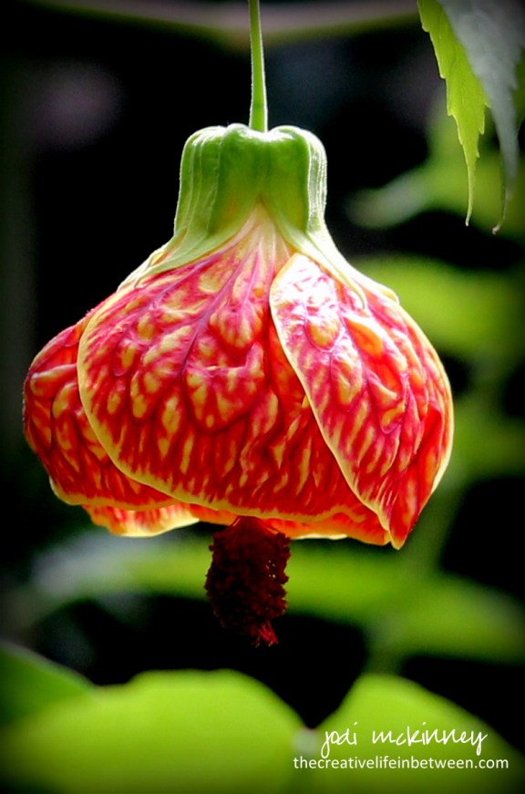 Chinese lantern flower - Phipp's Conservatory - Spring 2017